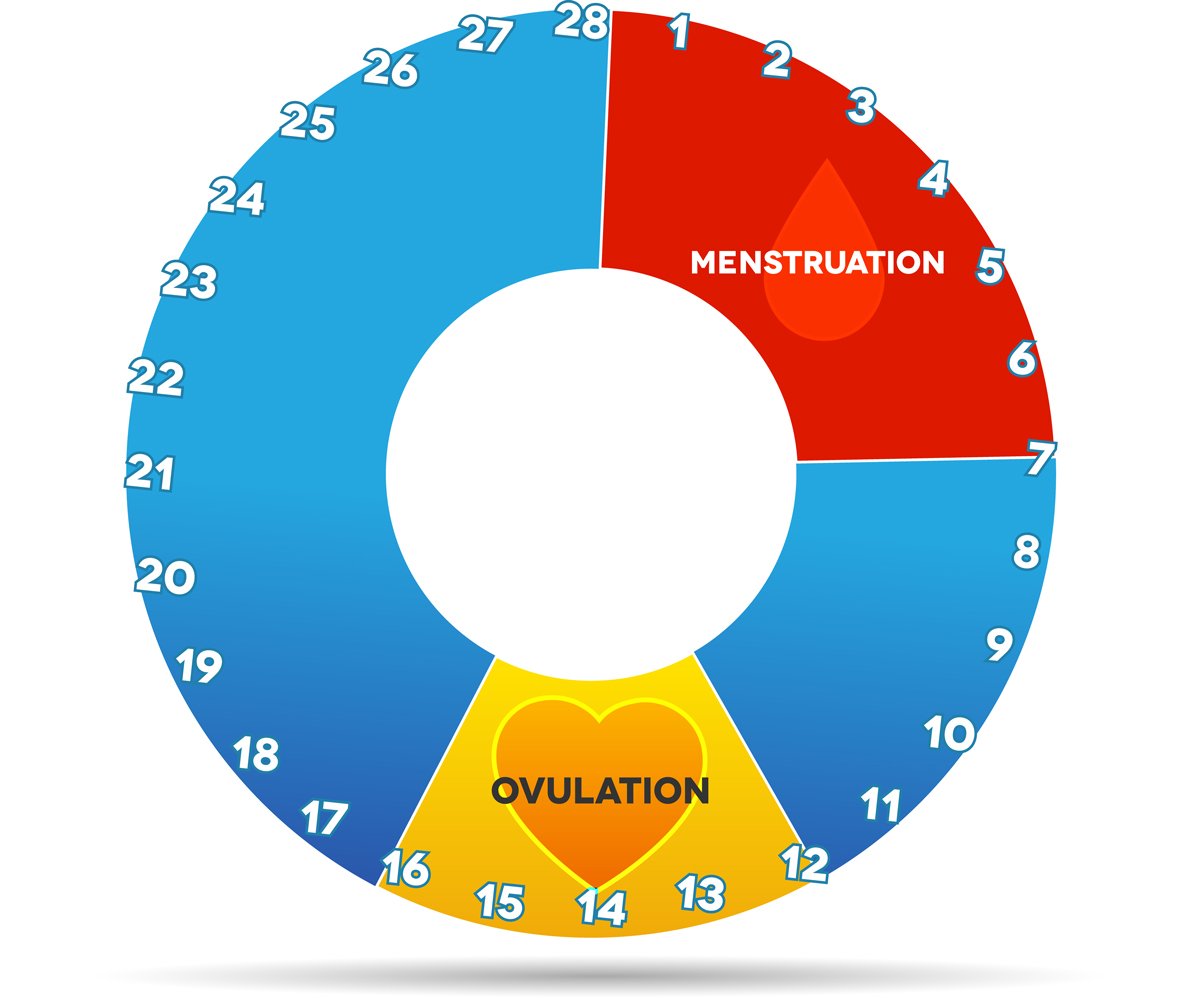 Menstrual Cycle Questions And Answers Menstrual Cycle Questions And Answers